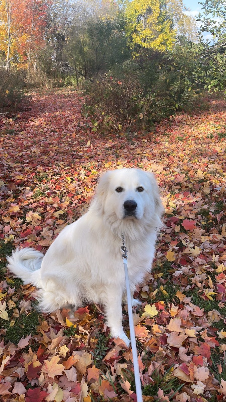 White dog enjoying autumn leaves outdoors at The Dog’s Inn