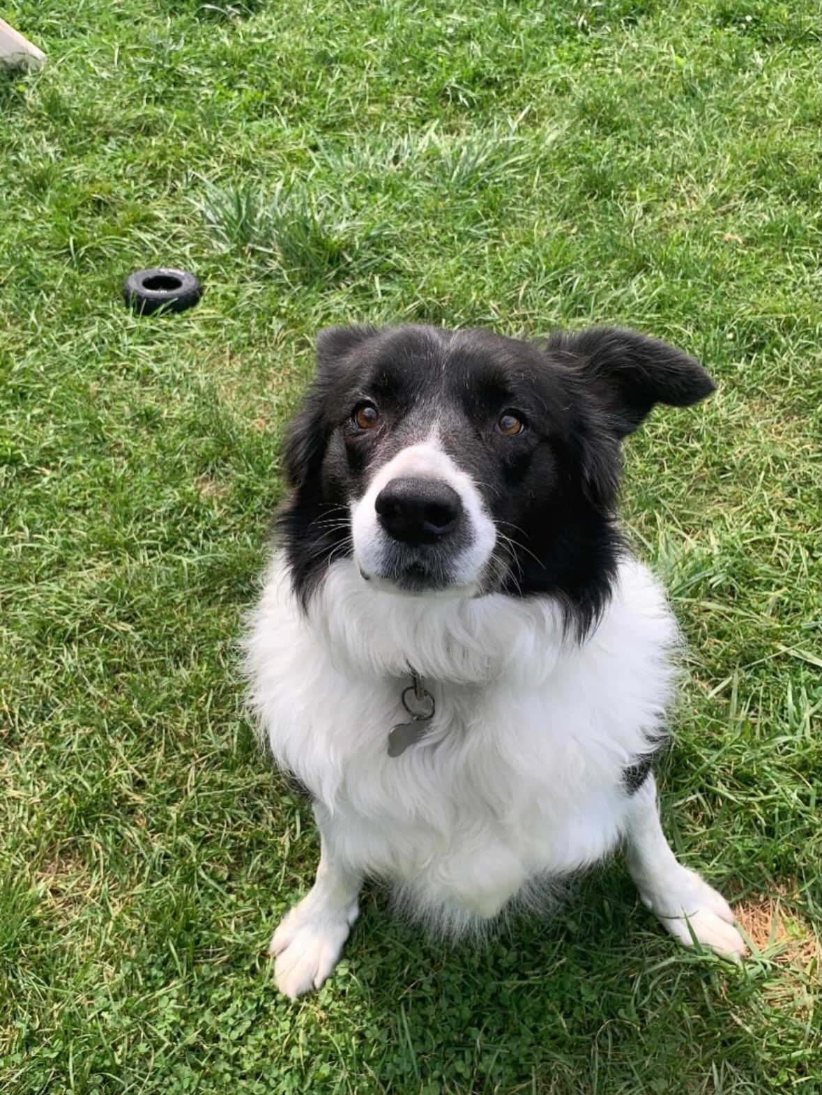 Black and white dog sitting attentively on the grass