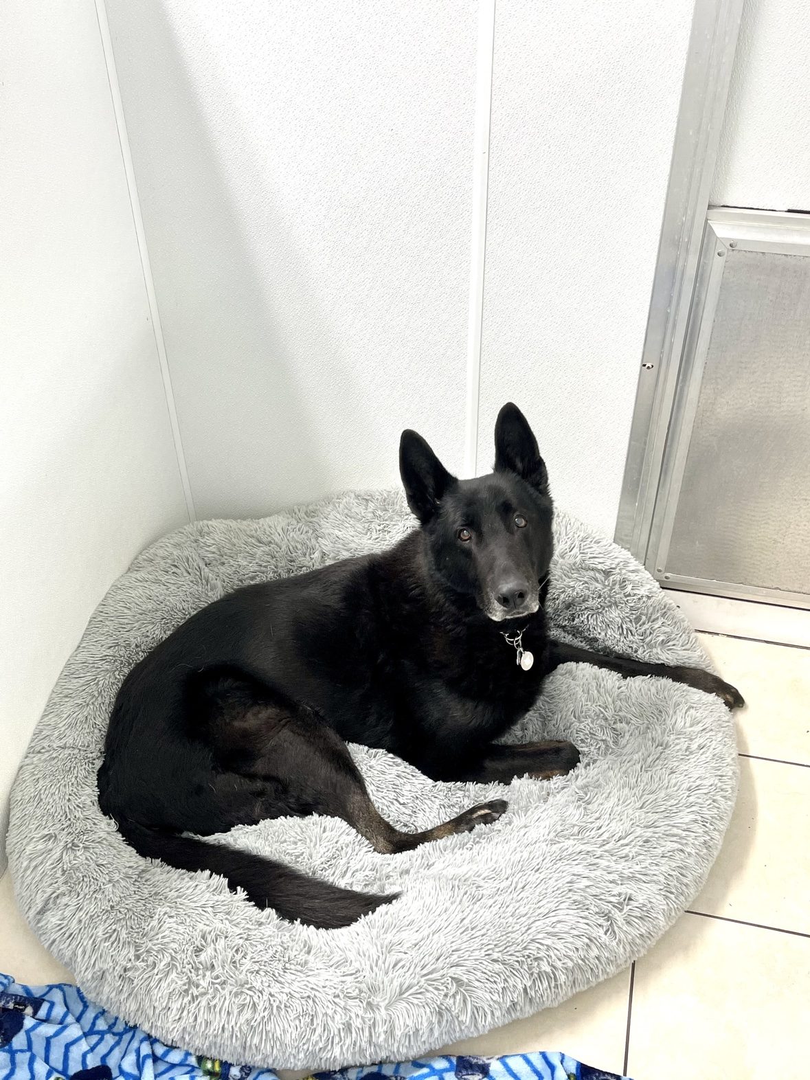 Black shepherd resting on a bed inside an individual suite at The Dog’s Inn