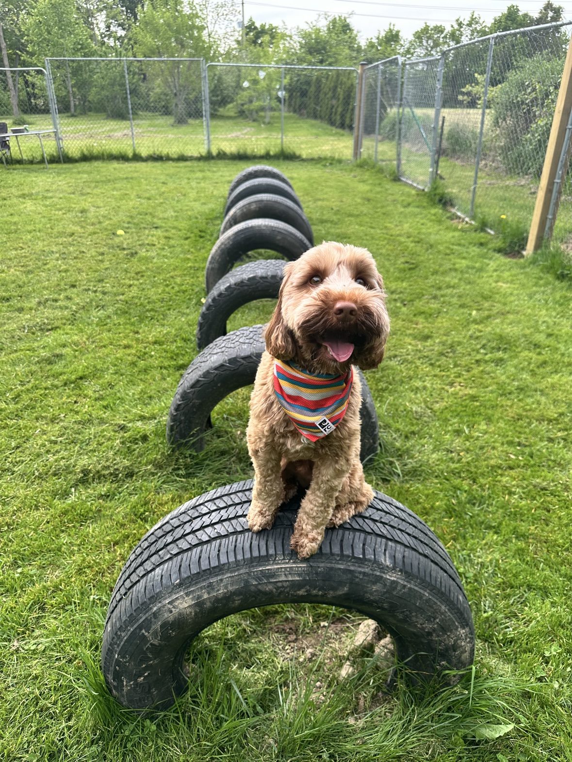 Dog balancing on an agility ramp in the Bark Park