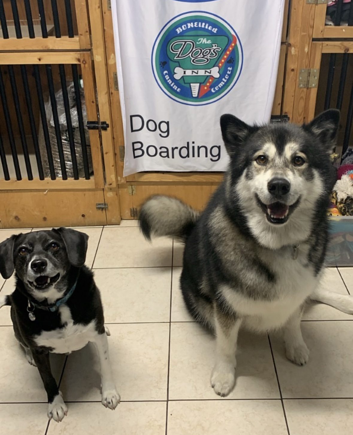 Two client dogs sitting beside The Dog’s Inn dog boarding banner