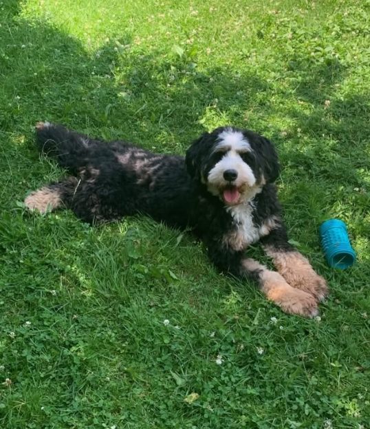 Happy Bernedoodle relaxing on the grass at The Dog’s Inn