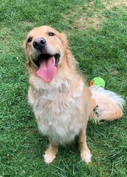 Happy golden retriever smiling on the grass at The Dog’s Inn